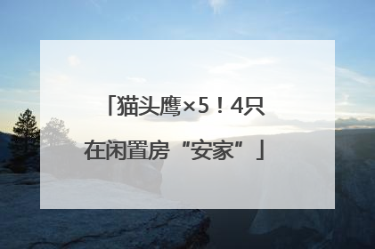 猫头鹰×5！4只在闲置房“安家”