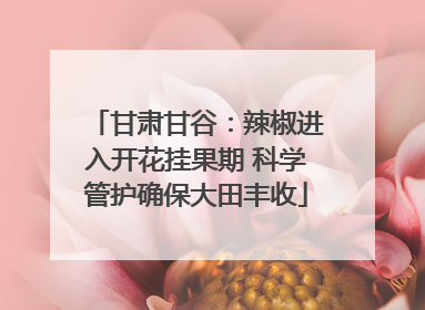 甘肃甘谷：辣椒进入开花挂果期 科学管护确保大田丰收