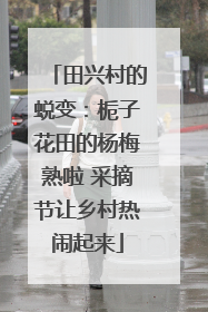 田兴村的蜕变：栀子花田的杨梅熟啦 采摘节让乡村热闹起来