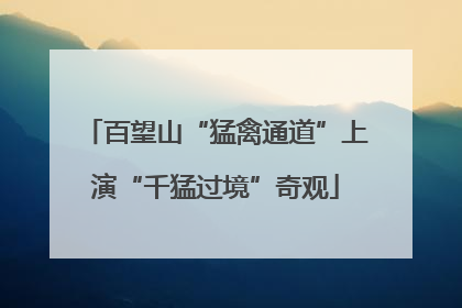 百望山“猛禽通道”上演“千猛过境”奇观