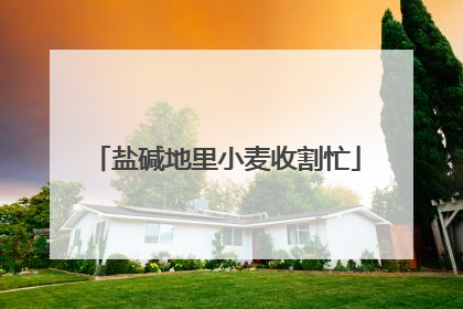 盐碱地里小麦收割忙