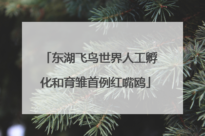 东湖飞鸟世界人工孵化和育雏首例红嘴鸥