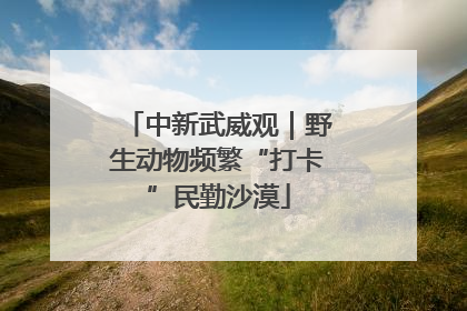 中新武威观｜野生动物频繁“打卡”民勤沙漠