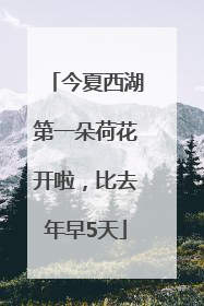 今夏西湖第一朵荷花开啦，比去年早5天