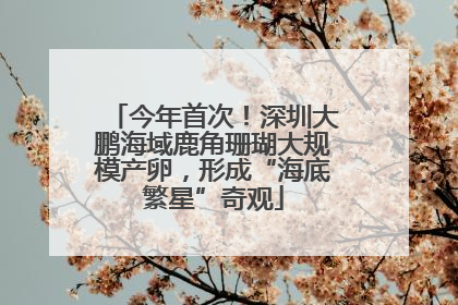 今年首次！深圳大鹏海域鹿角珊瑚大规模产卵，形成“海底繁星”奇观