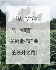 从“广种”到“细管” 关岭枇杷产业的跃升之路