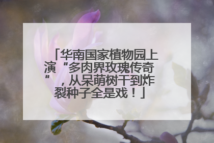 华南国家植物园上演“多肉界玫瑰传奇”，从呆萌树干到炸裂种子全是戏！