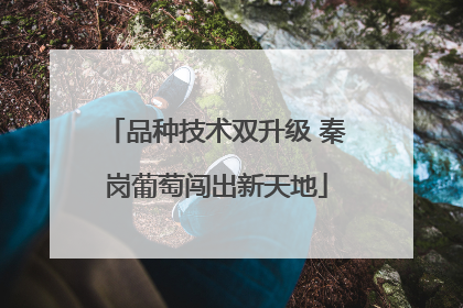 品种技术双升级 秦岗葡萄闯出新天地