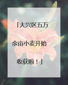 大兴区五万余亩小麦开始收获啦！