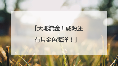 大地流金！威海还有片金色海洋！