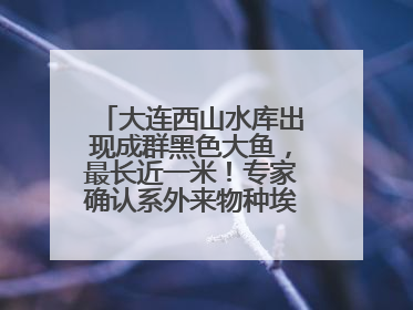 大连西山水库出现成群黑色大鱼，最长近一米！专家确认系外来物种埃及塘鲺