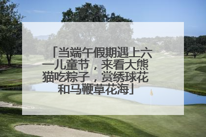 当端午假期遇上六一儿童节，来看大熊猫吃粽子，赏绣球花和马鞭草花海