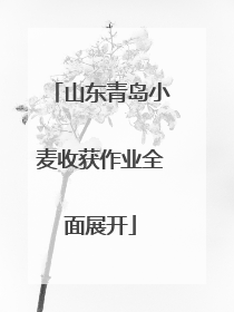 山东青岛小麦收获作业全面展开
