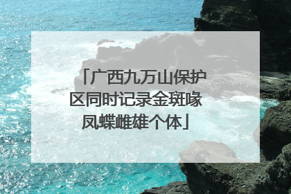 广西九万山保护区同时记录金斑喙凤蝶雌雄个体