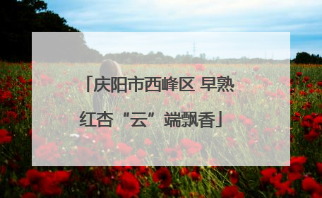 庆阳市西峰区 早熟红杏“云”端飘香