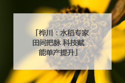 桦川：水稻专家田间把脉 科技赋能单产提升
