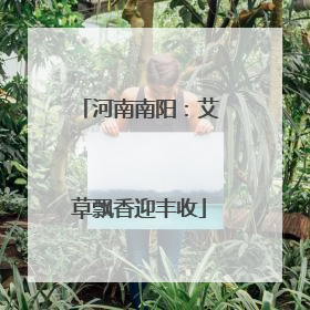 河南南阳：艾草飘香迎丰收