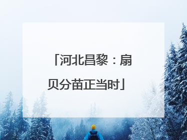 河北昌黎：扇贝分苗正当时