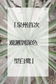 泉州首次观测到深色型白鹭