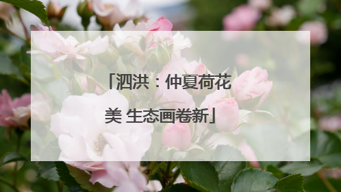 泗洪：仲夏荷花美 生态画卷新