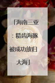 海南三亚：糙齿海豚被成功放归大海