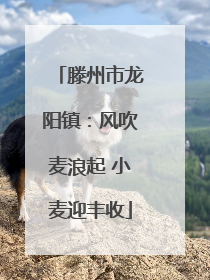 滕州市龙阳镇：风吹麦浪起 小麦迎丰收