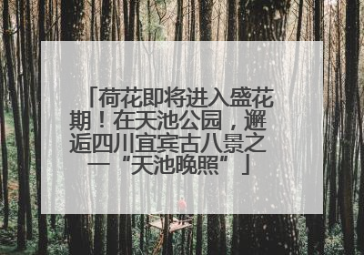 荷花即将进入盛花期！在天池公园，邂逅四川宜宾古八景之一“天池晚照”