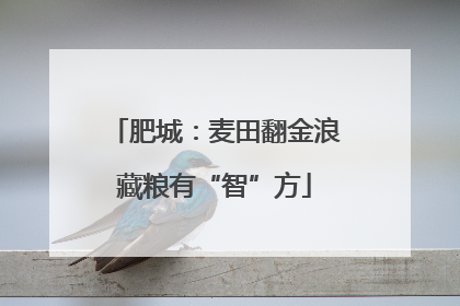 肥城：麦田翻金浪藏粮有“智”方