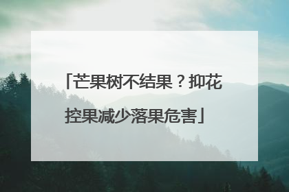 芒果树不结果？抑花控果减少落果危害