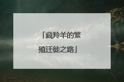 藏羚羊的繁殖迁徙之路