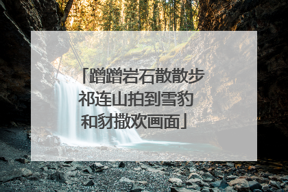 蹭蹭岩石散散步 祁连山拍到雪豹和豺撒欢画面