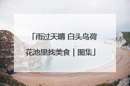 雨过天晴 白头鸟荷花池里找美食｜图集