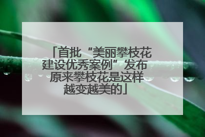 首批“美丽攀枝花建设优秀案例”发布 原来攀枝花是这样越变越美的