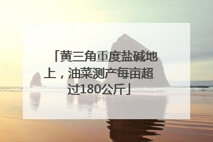 黄三角重度盐碱地上，油菜测产每亩超过180公斤