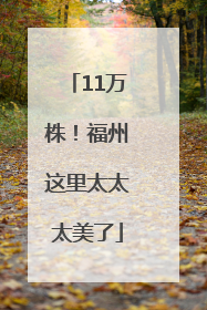 11万株！福州这里太太太美了